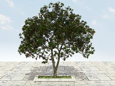 Tall Arbor Tree With Lush Green Leaves In Square Planting Bed On Stone Pavement 3d model