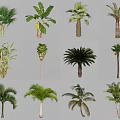 Diverse Arbor Tree Species Showcasing Varied Leaf Forms and Trunk Features 3d model
