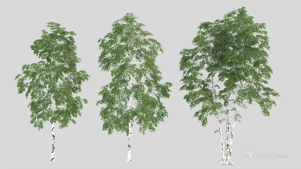 Three Tall Birch Trees With White Trunks And Lush Green Leaves 3d model 