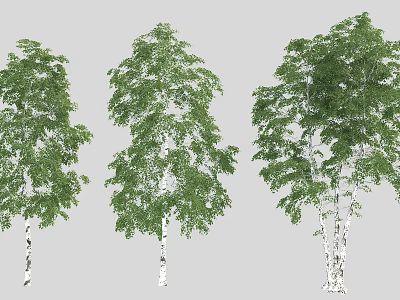 Three Tall Birch Trees With White Trunks And Lush Green Leaves 3d model