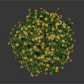 Potted Shrub Plant With Yellow Flowers And Green Leaves In Round Shape