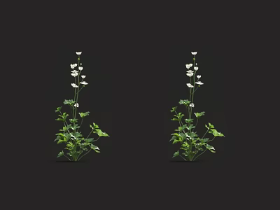 Two White Flower Plants With Green Leaves On Black Background Setting 3d model