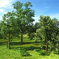 Tall arbors Trees Big Trees Big Trees Garden Trees Greening Trees Landscape Trees 3d model