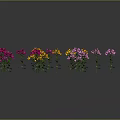 Colorful Potted Flowering Plants With Red Yellow Purple And White Blooms Displayed Together