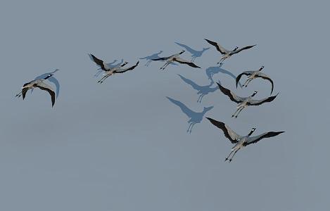 Crane bird wild goose 3d model