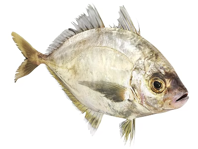 Silver Aquatic Fish With Shiny Scales Large Eyes And Distinct Fins On White Background 3d model