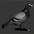 Taxidermy Pigeon Gray Feathers With Green Iridescent Neck Standing On Black Base With Gold Tag