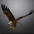 Brown and White Eagle with Spread Wings White Head and Yellow Talons on Dark Background