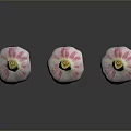 Three Fresh Garlic Bulbs With White Pink Skin And Green Stems On Black Surface