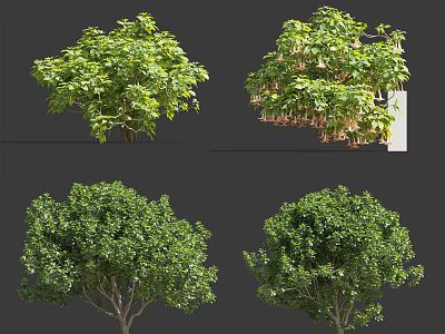 Various Types of Shrubs With Lush Green Foliage and Rounded Growth Forms 3d model