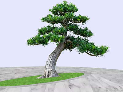 Curved Trunk Tree with Lush Green Foliage Growing on Green Grass and Gray Stone Path 3d model