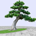 Curved Trunk Tree with Lush Green Foliage Growing on Green Grass and Gray Stone Path