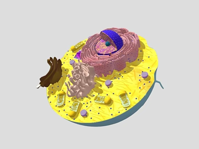 Detailed 3D Model of Eukaryotic Cell Structure With Nucleus Mitochondria and Endoplasmic Reticulum 3d model