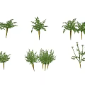Assorted Green Decorative Plants Including Palm Leaves And Ferns For Decoration