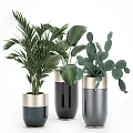 Various Green Potted Plants In Modern Gold Rimmed Planters For Indoor Decor