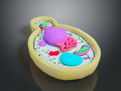 Medical Device Cell Structure Model Featuring Colorful Organelles For Biology Anatomical Demonstration 3d model