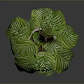 Lush Indoor Plant with Green and White Striped Leaves in Light Ceramic Pot for Home Decor