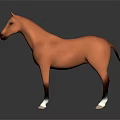 Brown Horse With White Hooves And Facial Marking Standing On Dark Background With Reflection