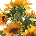 Potted Sunflower Plants with Yellow Blooms and Green Leaves in Black and Brown Pots