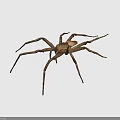Grayish Brown Spider With Eight Long Legs On Black Background Close Up View