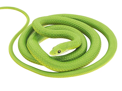 Green Reptile Snake With Coiled Body Smooth Scales On White Background 3d model