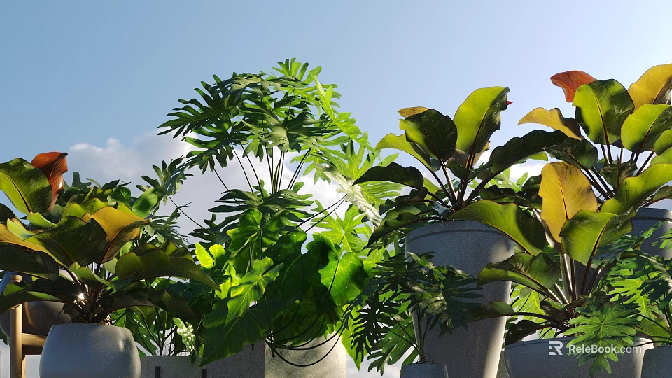 Green Potted Plants With Various Leaf Shapes In White Pots Against Blue Sky 3d model 