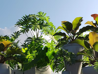 Green Potted Plants With Various Leaf Shapes In White Pots Against Blue Sky 3d model
