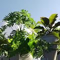 Green Potted Plants With Various Leaf Shapes In White Pots Against Blue Sky