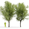 Modern Trees Landscape Trees 3d model