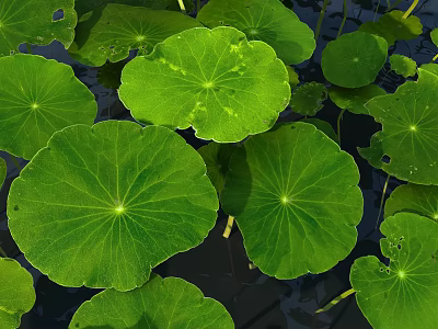 Large Green Lotus Leaves Floating On Calm Water Surface With Droplets 3d model