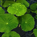 Large Green Lotus Leaves Floating On Calm Water Surface With Droplets