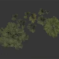 Different Sizes Trees With Green Leaves And One Yellowish In Grey Background Reflective Ground
