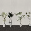 Different Types of Potted Plants on Light Floor Against Light Wall with Window Blind Shadows