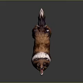 Brown and White Collie Dog with Long Hair Standing on Dark Background