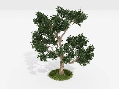 Tall Arbor with Dense Green Leaves Thick Trunk and Green Grass Base 3d model