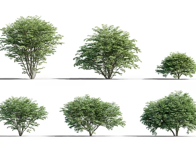 Various Green Shrubs in Different Shapes and Sizes for Garden Landscaping Design 3d model