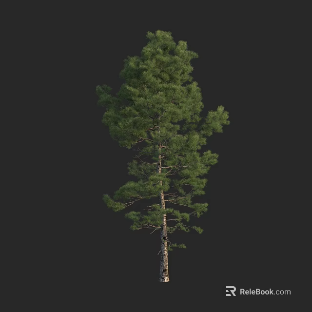 Tall Pine Tree With Green Foliage And Single Trunk Isolated On Black 3d model