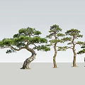Four Elegant Pine Trees With Curved Trunks And Green Canopies On Gray Backdrop