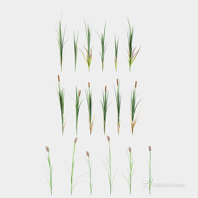 Various Green Leafy Grass Plants With Brown Purple Spikelets Neatly Arranged 3d model 