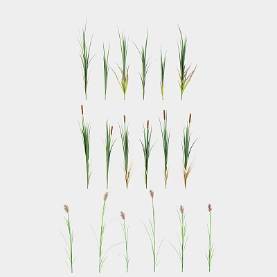 Various Green Leafy Grass Plants With Brown Purple Spikelets Neatly Arranged 3d model