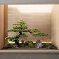 Japanese Style Indoor Landscape With Shaped Pine Tree Rocks Moss And Wooden Wall