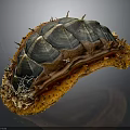 Spiny Marine Animal With Orange And Blue Striped Shell And Spiked Surface