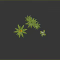 Green Leafy Plants With Yellow And White Flowers On Black Background