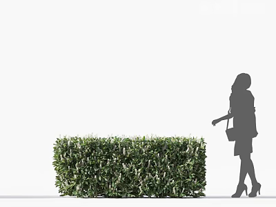 Green Leafy Shrub in White Background with Woman Silhouette Walking Nearby 3d model