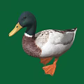 A Duck With Black Head Yellow Beak White And Brown Body On Green Background