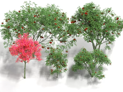 Colorful Arbor Trees With Red Leaves Green Foliage And Red Fruits 3d model