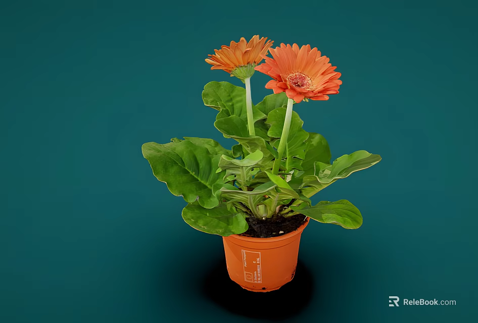 Potted Plant with Orange Flowers and Green Leaves in Orange Pot on Dark Green Background 3d model 