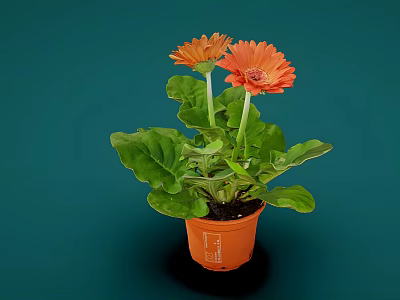 Potted Plant with Orange Flowers and Green Leaves in Orange Pot on Dark Green Background 3d model