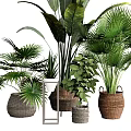 Tropical Potted Plants with Large Leaves and Various Woven Ceramic Planters