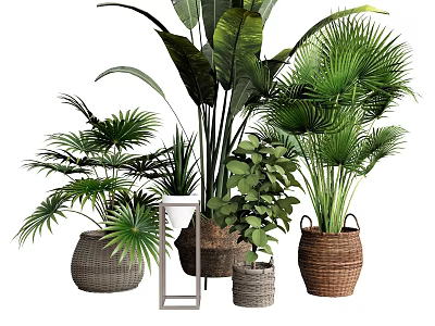 Tropical Potted Plants with Large Leaves and Various Woven Ceramic Planters 3d model